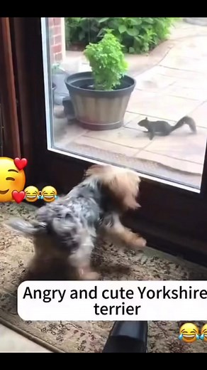 Little man syndrome lololol #reels #viral #funny | Sarah Buck