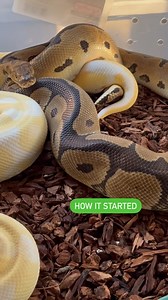 5.9K views · 4.6K reactions | HOW IT STARTED VS HOW ITS GOING C L U T C H #3 • CLOWN X LEOPARD ALBINO HET CLOWN BALL PYTHONS #ballpython #royalpython #reptiles #reptile #reptilesofinstagram #snake #snakes #pets #pet #petsofinstagram #bloodpython #burmesepython #reticulatedpython #carpetpython #boaconstrictor #leopardgecko #crestedgecko #beardeddragon #animals #wildlife #bof #recessivegang #ballpythons #royalpythons #reels | BALLS of FURY | Facebook