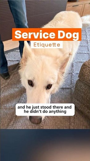 Service Dog Etiquette You Need to Know with Marc Smith, DVM, MS