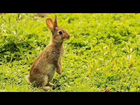 Lapins & lapereaux - ZAPPING SAUVAGE