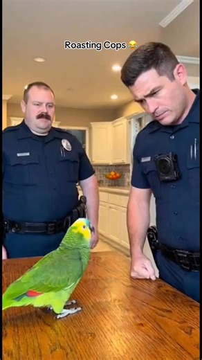 Funny talking with Parrot 🦜 😂 #talkingparrot #funny | Parrot Comedy Show