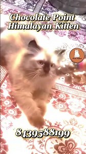 Chocolate Point HimalayanKitten in India 🐾 | Delivery All Over India | Khan Kittens