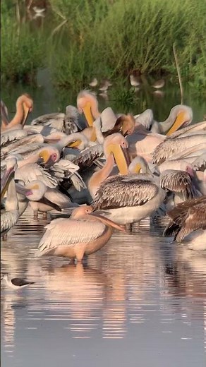 Great White Pelican (Pelecanus Onocrotalus)