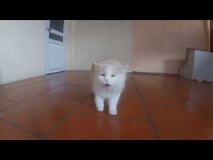 Female Cat Loudly Calling for a Mate – Natural Cat Behavior Explained | Meowing TV.