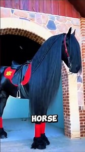 5 Things you Should Know About The Friesian Horse #horse #equestrian #equestrianjourney #animals