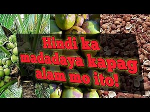 Copra; Dapat mong malaman kung Ikaw ay may koprahan