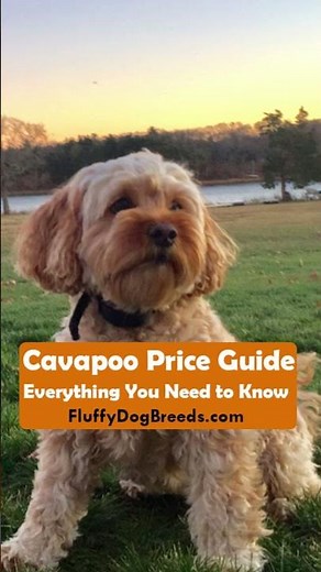Cavapoo Price Guide: Everything You Need to Know