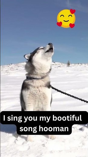 Siberian Husky Howling. Siberian Husky Howling Like Crazy | Make your Dog Howl! Funny Dog Videos😂😍
