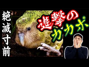 ほぼ絶滅から復活の劇的ストーリー…面白すぎるっ！【カカポの生態②】