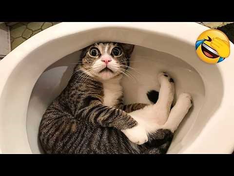 Funniest Cats and Dogs Clips 2025😼🐶Try Not To Laugh😜
