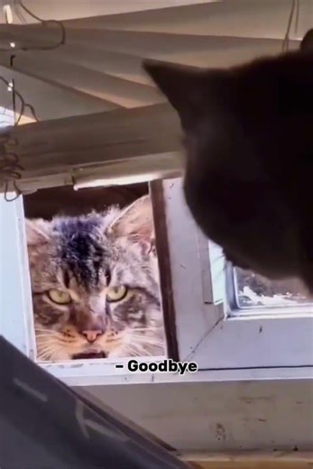 Angry Cat vs Angry Cat 😾 | Funny Cat Meme Shorts😂