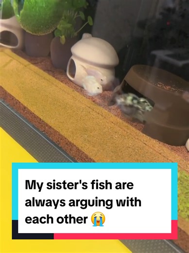My sister's fish are always arguing with each other 😭 💀 #funnyanimals