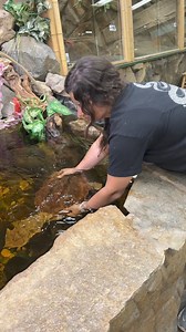 ALIEN LOOKING TURTLE🤯😳 | The Reptile Zoo