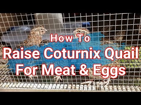How to Raise Coturnix Quail For Meat & Eggs | HOA "Grow Your Own Food" Collaboration