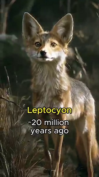 From Wolf to Doge 🐶 #Doge #Meme #Evolution #ai