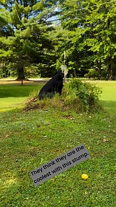 119K views · 711 reactions | Crazy dogs | Holley&Tuner the Rotties | Facebook