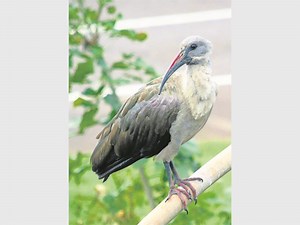 Bird of the Week - Hadeda ibis | South Coast Sun