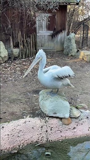 Pelican living their best life. Eating a fish. #pelicans #birdwatching #zoo #eating #zoology #birds