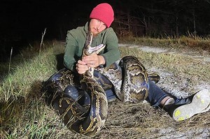 Python hunter reveals what it’s like to kill Florida snakes for a living