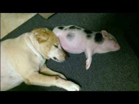 Taking home a mini pig