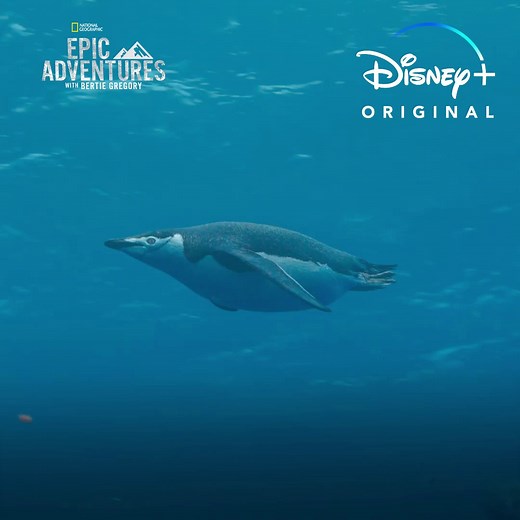 1.7K views · 46 reactions | When hunting for krill, penguins transform from clumsy, waddling, flightless birds into torpedo-like undersea ninjas.  Bertie Gregory Stream #EpicAdventuresWithBertieGregory now on Disney+. | National Geographic TV | Facebook