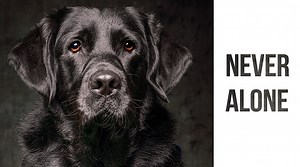 8K views · 243 reactions | It’s Veterans Day, and too many servicemen and women carry invisible scars…wounds such as post-traumatic stress disorder, traumatic brain injuries, and other disabilities. A service dog can be a battle buddy, offering unconditional love, loyalty, and a pathway out of anxiety, isolation, and hopelessness. Veterans, with a service dog by your side, you’re never alone! https://www.guidedogs.org/service-dogs/ | Dogs Inc | Facebook