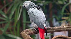 The African Grey Parrot is one of the world's most popular pet birds—but that popularity has fueled the capture of millions of the birds from the wild. In the coming weeks, the international CITES conference will decide whether to increase the protection of these birds by essentially banning the export of wild birds. This video provides some background about the issue: | Cornell Lab of Ornithology