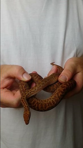 Pygmy Python