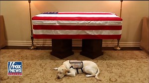 "The impact of these dogs on individuals with disabilities is limitless" -Canine Companions for Independence instructor explains the importance of service dogs to their owners after image of Bush's dog goes viral. | Fox & Friends