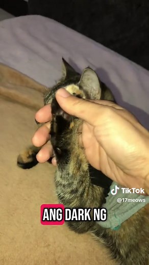 Exploring 9 Unique Tabby Cat Patterns and Colors