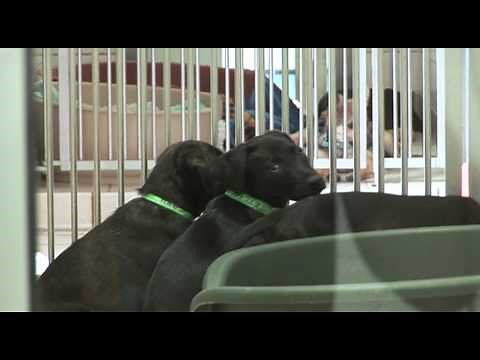 The Dogs Trust - How To Adopt A Dog