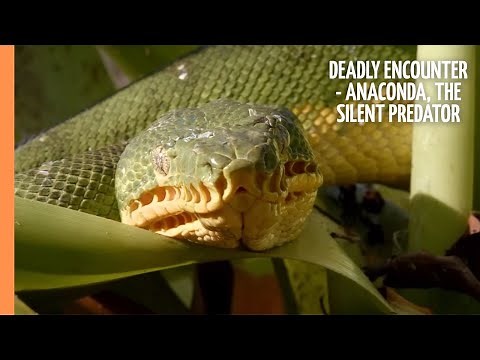 Deadly Encounter - Anaconda, the Silent Predator | Full Documentary