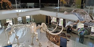 Los Angeles Natural History Museum and Rose Garden: Explore Nature’s Wonders