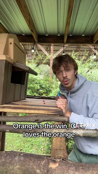 Kinkajou Care: Fun Facts and Feeding Tips