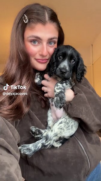 Adorable Cocker Spaniel Puppy Antics