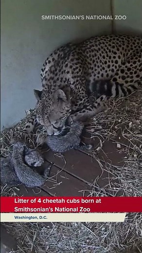 Litter of 4 cheetah cubs born at Smithsonian's National Zoo