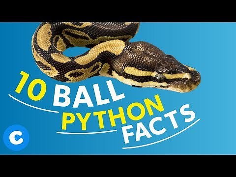10 Fun Facts About Pet Ball Pythons | Chewy