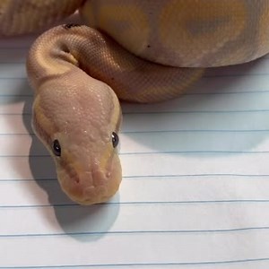 8.9K views · 390 reactions | They're not moles...they're #beautymarks!  * * * * * * * * * * Banana Cinnamon Ball Pythons Now Available At BHBReptiles.com #bhbreptiles #bananacinnamon #ballpython #pythonregius #python #snake #reptile #videooftheday #love #follow | BHB Reptiles | Facebook