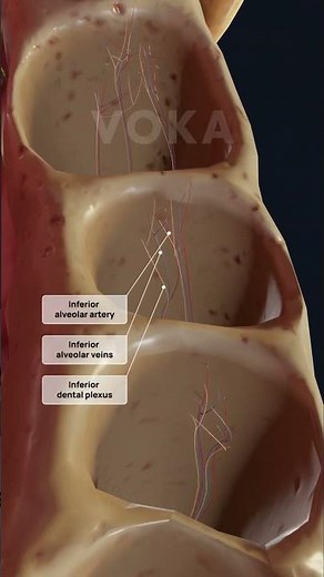 Alveolar nerves 3D visualization: key sensory pathways for teeth, gums, and oral health