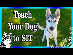 How to Train a Siberian Husky