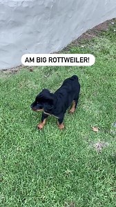 Anyone want to see a really scary Rottweiler! Watch these and try not to get spooked 👻😂❤️ #Shorts #rottweiler Credits to @harleybear_therottie | Rottweiler Life