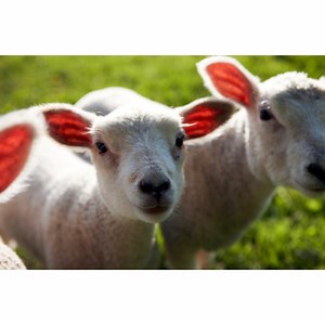 What Animals Have Cloven Hooves & Chew Their Cud? | Synonym