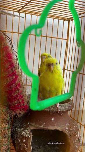 Daily Life of My Budgies | Cute, Funny & Adorable Moments ❤🐥🐥🧿#budgielife #parakeet #viralshorts