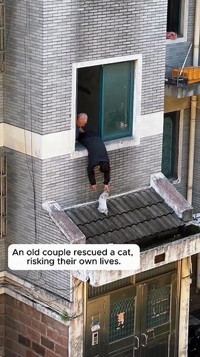An old couple rescued a cat, risking their own lives | Meow flix