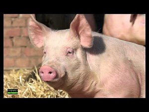 Pigs Oinking Noise