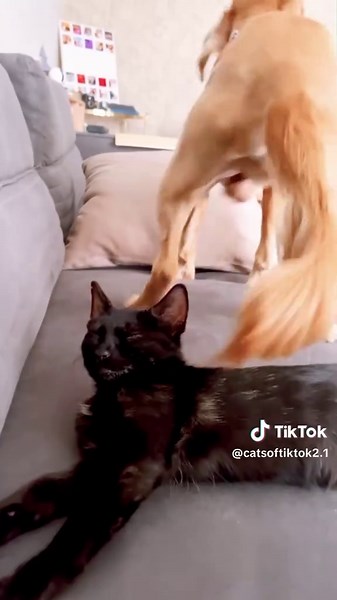 Hilarious Funny Cat Moments That Will Make You Laugh