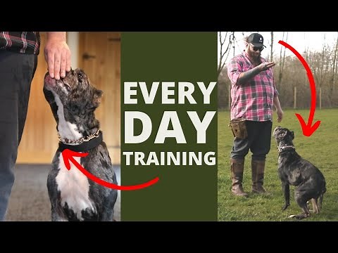 5 Dog Training Exercises You Should Do EVERY DAY At Home!