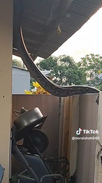 Understanding the Behavior of Pythons in Kuching, Sarawak
