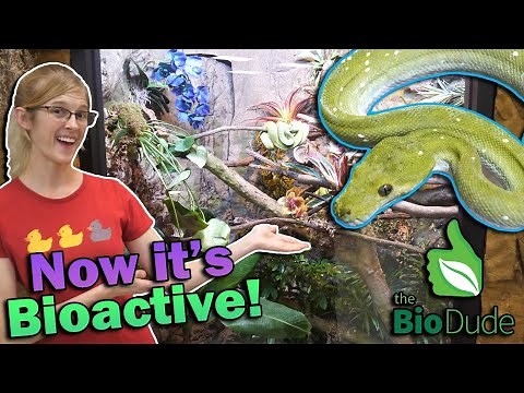 Green Tree Python Enclosure Remodel!!