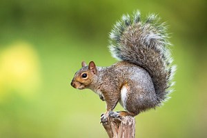 The 4 Best Scopes for Squirrel Hunting